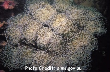  Gyrosmilia interrupta (Brain Coral)