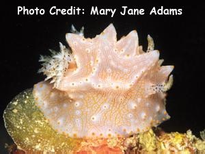  Halgerda batangas (Sea Slug)