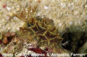  Halgerda willeyi (Sea Slug)