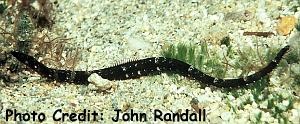  Halicampus boothae (Booth's Pipefish)