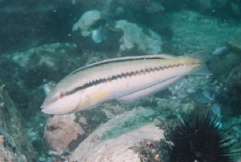  Halichoeres bathyphilus (Greenband Wrasse)