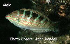  Halichoeres binotopsis (Saowisata  Wrasse)