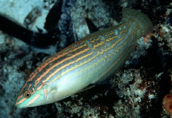  Halichoeres cosmetus (Adorned Wrasse)