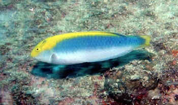  Halichoeres dimidiatus (Unknown)