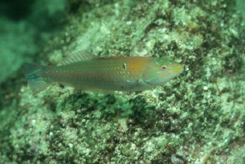  Halichoeres dispilus (Chameleon Wrasse)