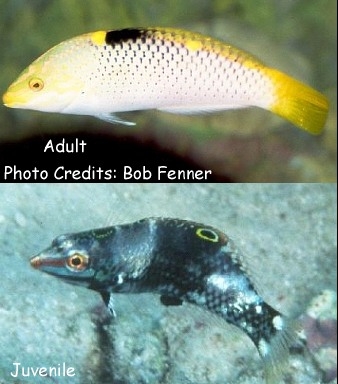  Halichoeres hortulanus (Checkerboard Wrasse)