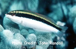  Halichoeres maculipinna (Clown Wrasse)