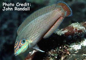  Halichoeres melasmapomus (Cheekspot Wrasse)