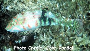  Halichoeres nebulosus (Nebulous Wrasse)