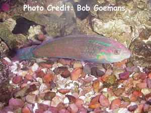  Halichoeres ornatissimus (Christmas/Ornamented Wrasse)