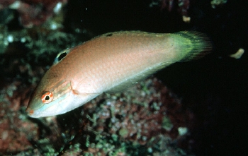  Halichoeres pallidus (Pale Wrasse)