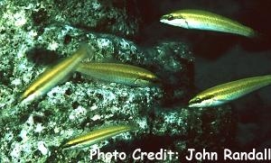  Halichoeres pictus (Rainbow Wrasse)