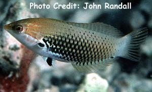  Halichoeres podostigma (Axil Spot Wrasse)