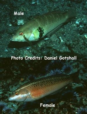  Halichoeres semicinctus (Rock Wrasse)