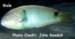  Halichoeres trimaculatus (Threespot Wrasse)