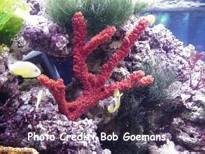  Amphimedon compressa (Red Tree Sponge)