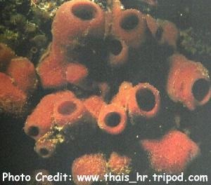  Haliclona mediterranea (Mediterranean Tube Sponge)