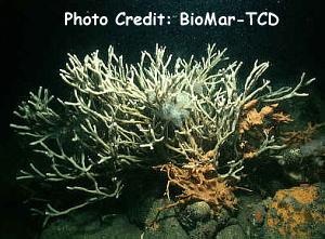  Haliclona simulans (Branching Sponge)