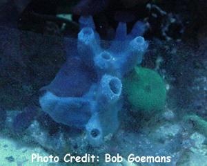  Haliclona carerulea (Blue Sponge)