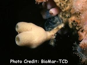  Haliclona urceolus (Tube Sponge)
