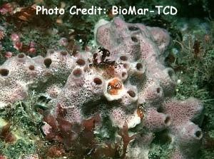  Haliclona viscosa (Flesh Sponge)