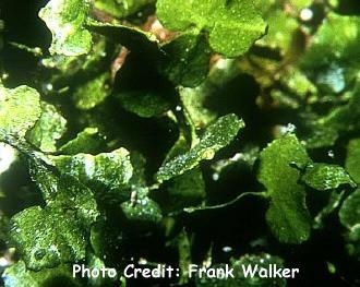  Halimeda incrassata (Money Plant)