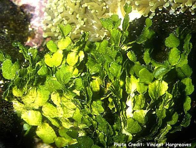  Halimeda macroloba (Coin Seaweed, Brittle-Disc Seaweed)