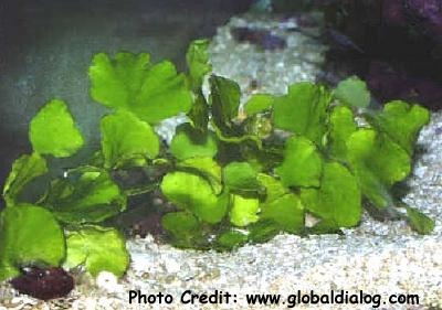  Halimeda opuntia (Money Plant)