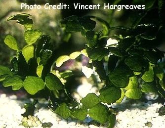  Halimeda tuna (Cactus Algae)