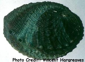  Haliotis corrugata (Pink Abalone)