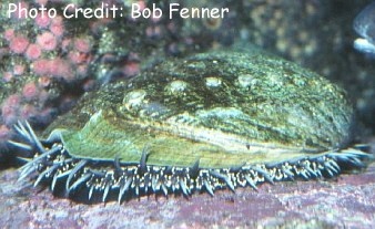  Haliotis cracherodii (Black Abalone)