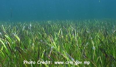  Halodule uninervis (Narrow Seagrass, Needle Seagrass)