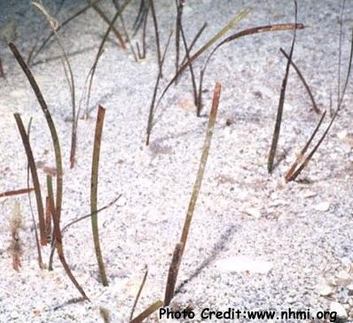  Halodule wrightii (Shoalgrass, Shoalweed)