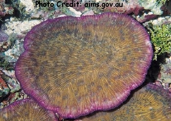  Halomitra clavator (Plate Coral)