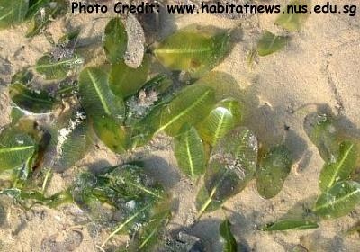  Halophila ovalis (Paddle Weed, Spoon Grass, Dugong Grass)