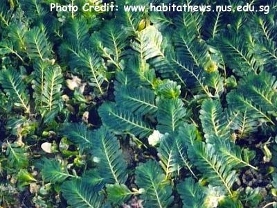  Halophila spinulosa (Paddle Weed, Midrib Seagrass)