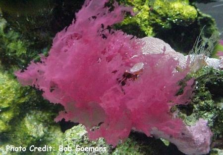  Halymenia floridana (Florida Red Macro)