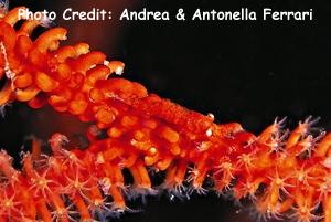  Hamodactylus boschmai (Gorgonian Shrimp)