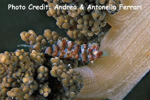  Hamodactylus noumeae (Gorgonian Shrimp)