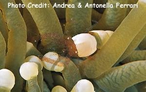  Hamopontonia corallicola (Popcorn Shrimp, Egg Shell Shrimp)