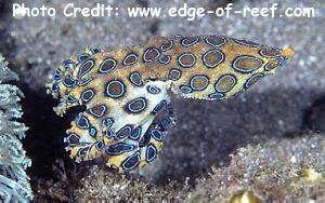  Hapalochlaena lunulata (Blue ringed Octopus)