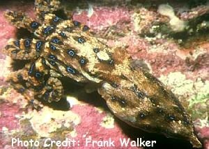  Hapalochlaena maculosa (Southern Blue ringed Octopus)