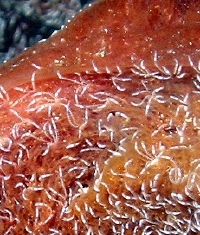 Haplosyllis spongicola (Sponge Threadworm)