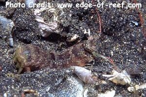  Haptosquilla pulchella (Lagoon Mantis Shrimp)
