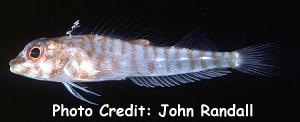  Helcogramma capidatum (Hooded Triplefin)