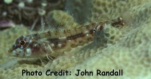  Helcogramma chica (Little Hooded Triplefin)