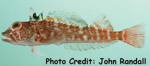  Helcogramma ellioti (Triplefin Blenny)