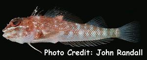  Helcogramma fuscopinna (Blackfin Triplefin)