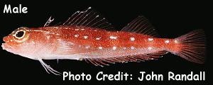  Helcogramma maldivensis (Triplefin Blenny)