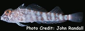  Helcogramma springeri (Springer’s Triplefin)